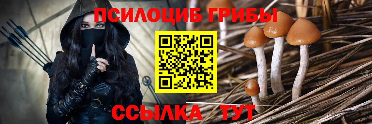 Псилоцибиновые грибы мицелий Новозыбков
